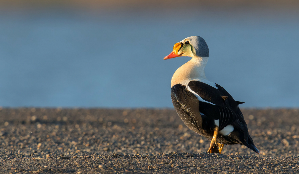 Beaufort Sea | Audubon Alaska Beaufort Sea | Audubon Alaska