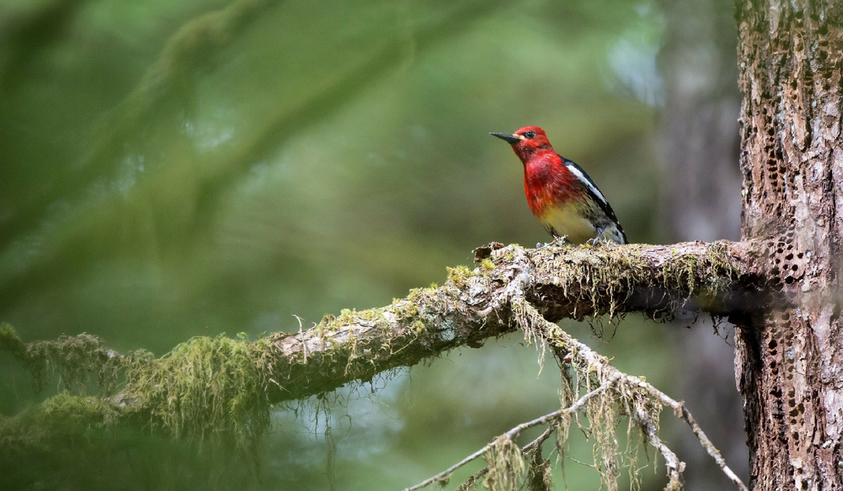 Tongass National Forest Audubon Alaska Tongass National Forest Audubon Alaska