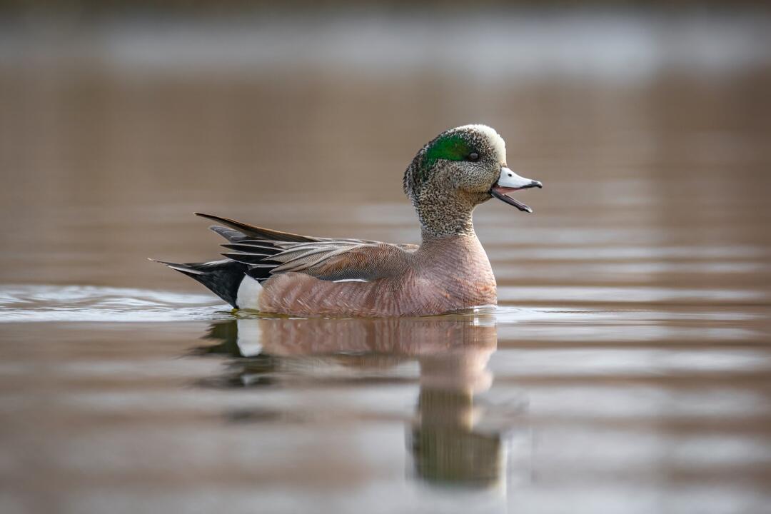 Waterfowl on water