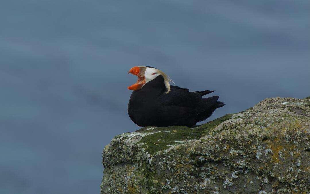Tufted Puffin on rock
