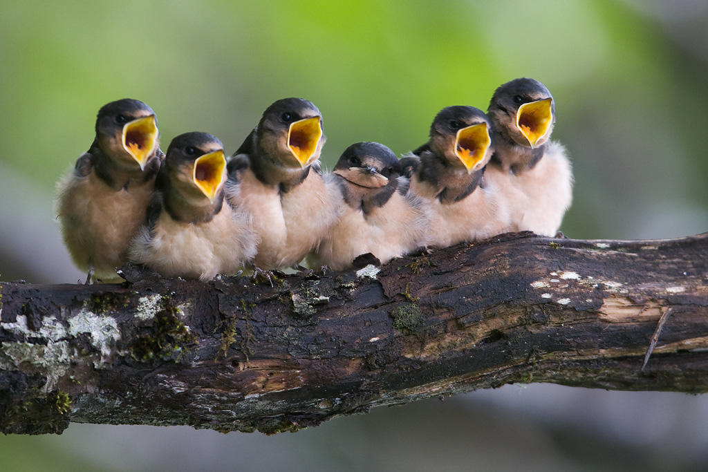 Bird Festivals in Alaska | Audubon Alaska