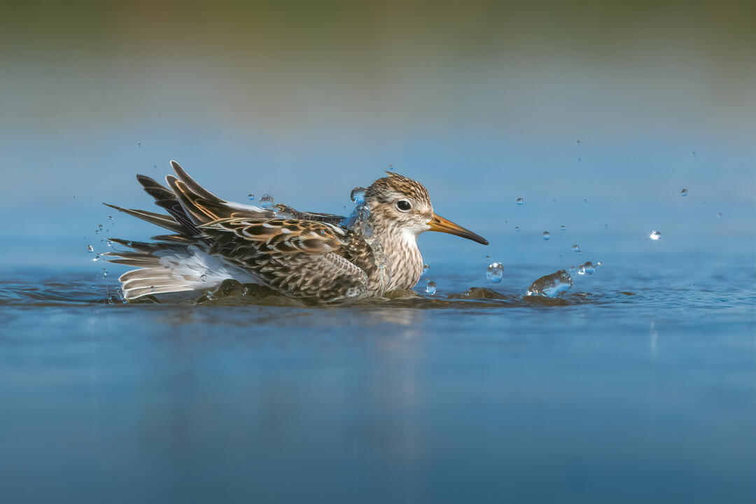 Shorebird in water