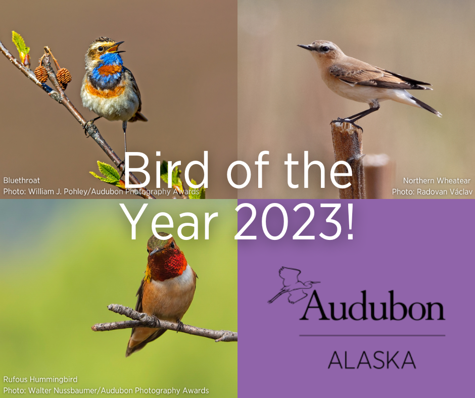 Bird of the Year 2023 Audubon Alaska