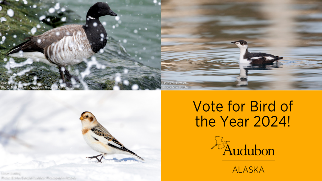 Bird Of The Year 2024 Audubon Alaska   Boty 2024 