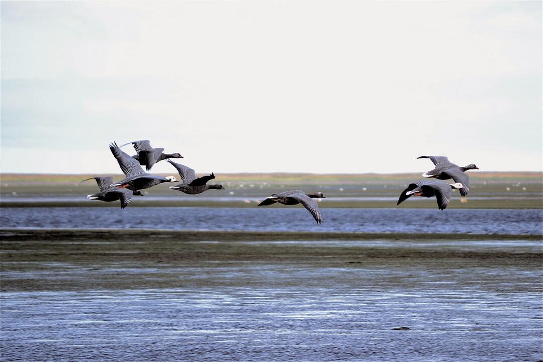 Emperor Geese over Izembek National Wildlife Refuge.