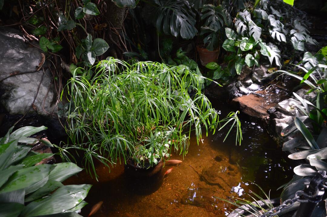 Orange fish in pond