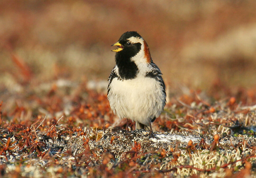 Colorful landbird