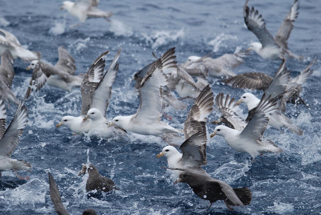 Flock of seabirds in water