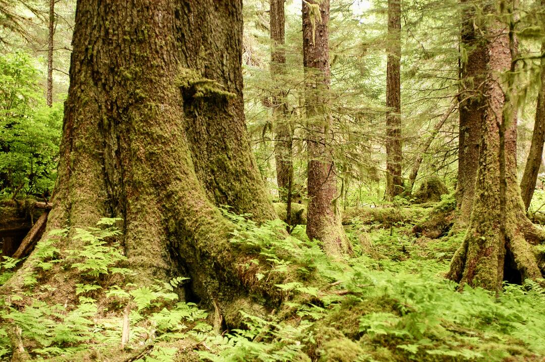 Large trees standing in green rainforest