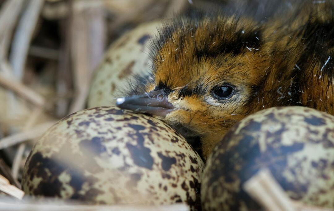Juvenile bird resting on egg