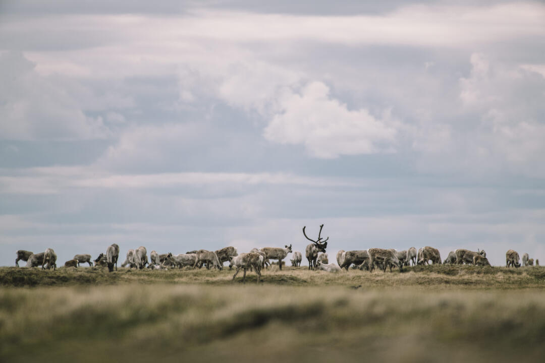 Caribou herd on flat tundra under cloudy skies