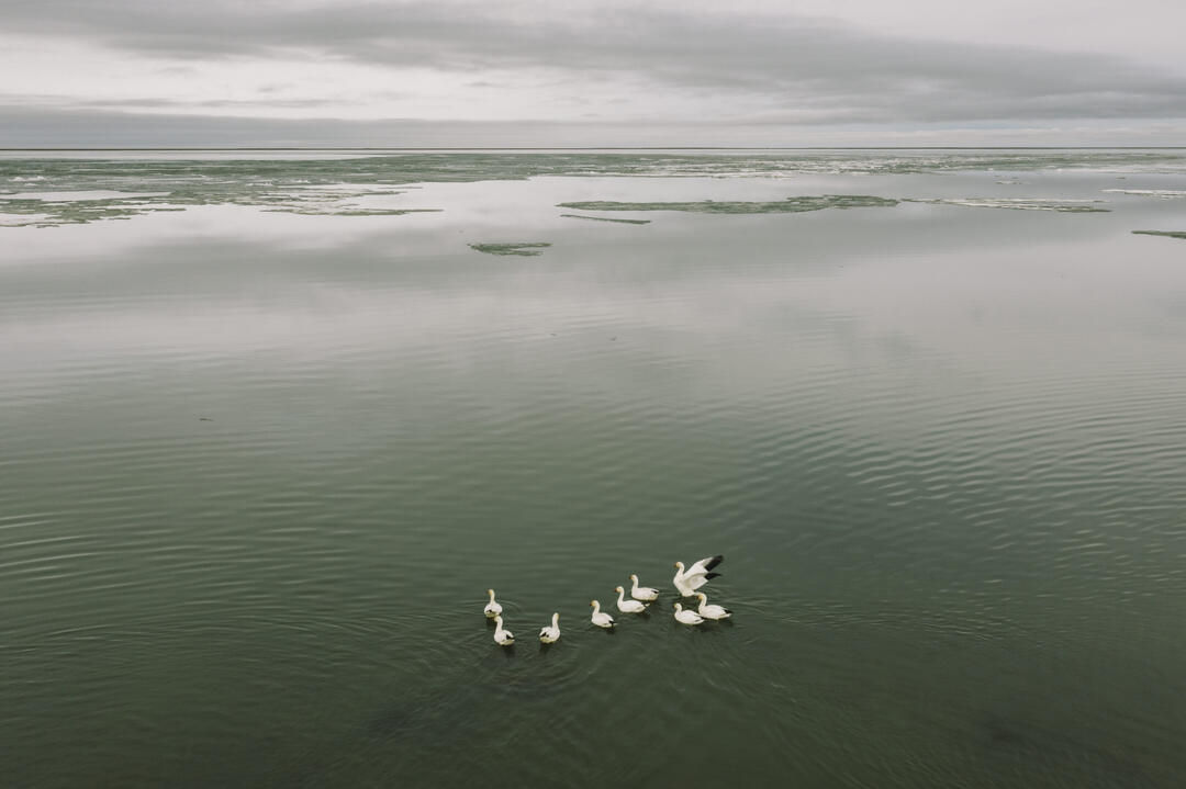 Nine white geese on open water