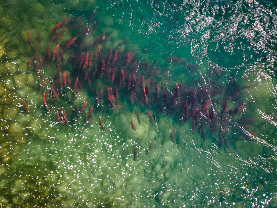 Red salmon school in clear river water