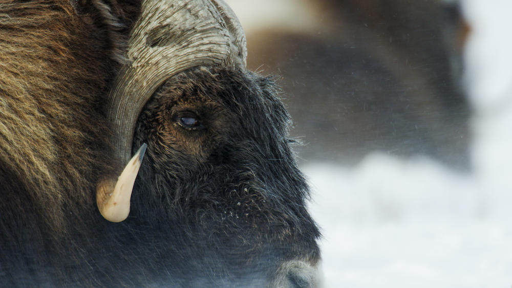 Bull Musk Ox and Friends | Arctic National Wildlife Refuge 