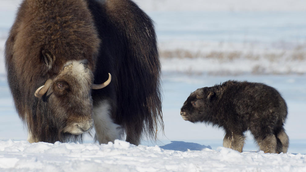 See the Arctic National Wildlife Refuge in Winter 