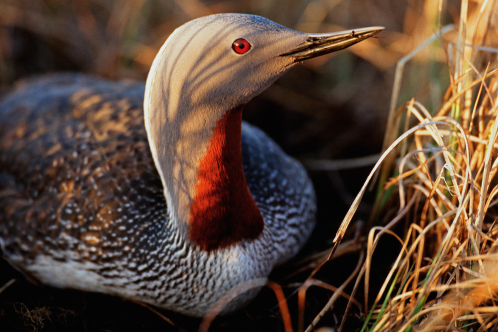 See the Arctic National Wildlife Refuge in Spring | Audubon Alaska